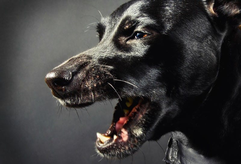 mad dog