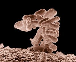 Diarrhea