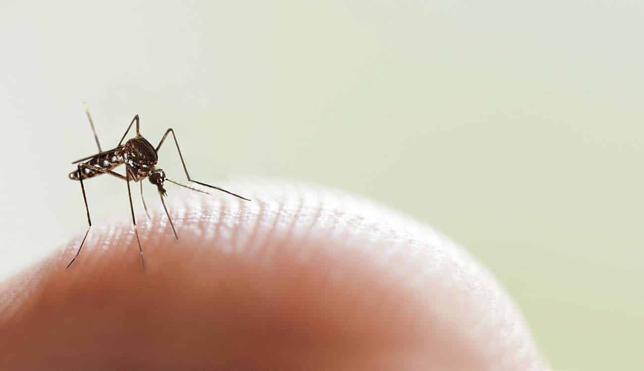 Fight Against Dengue