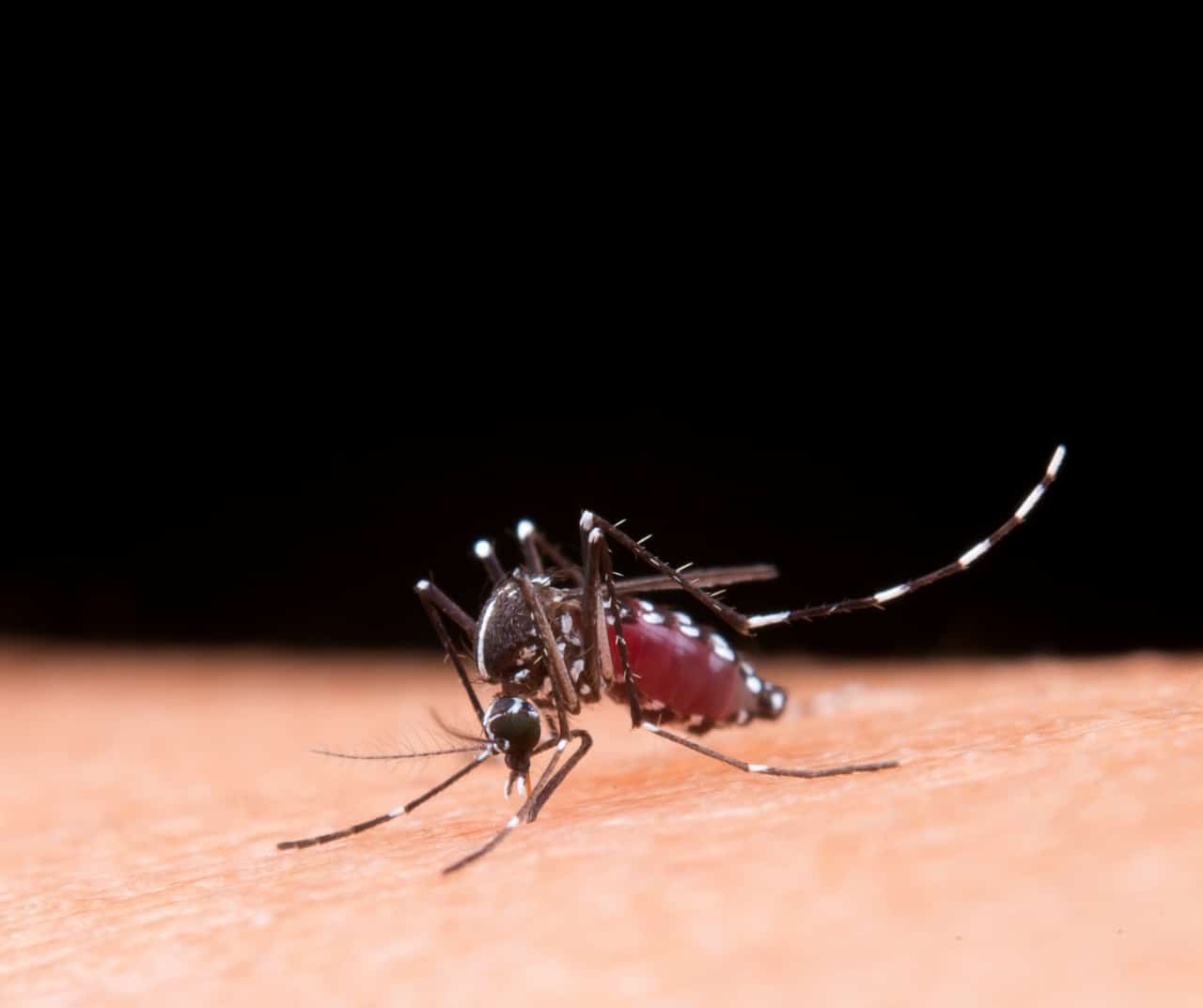 Get Best Dengue Fever Treatment At Bimc Hospital Kuta