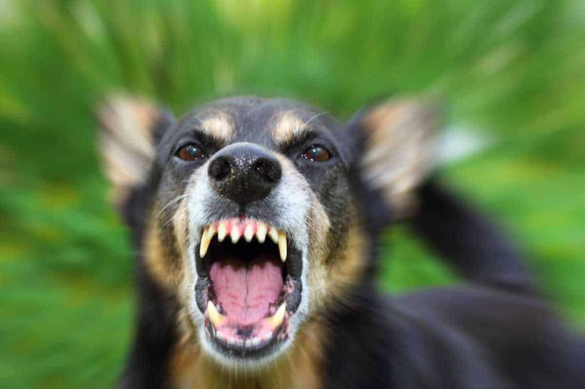Rabies 99 Fatal 100 Preventable