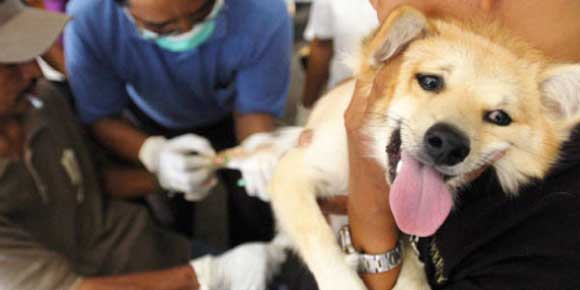 rabies in dog