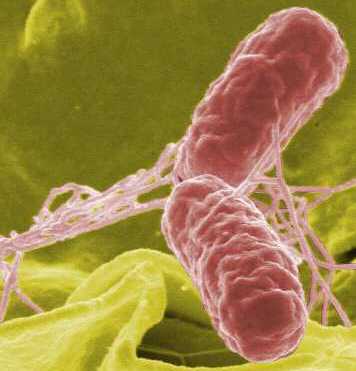Salmonella typhi bacteria