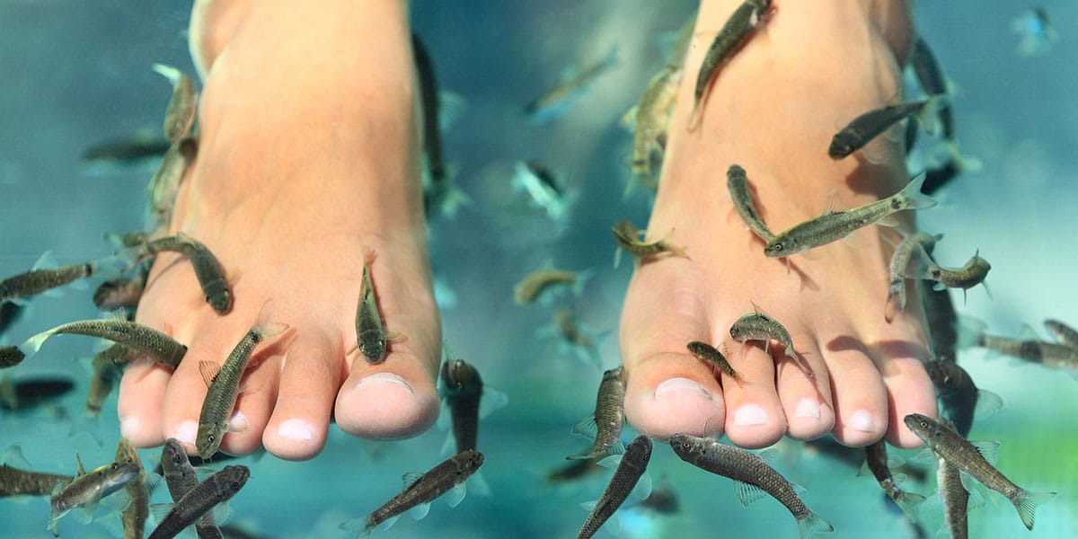 The Health Risks of Fish Pedicure