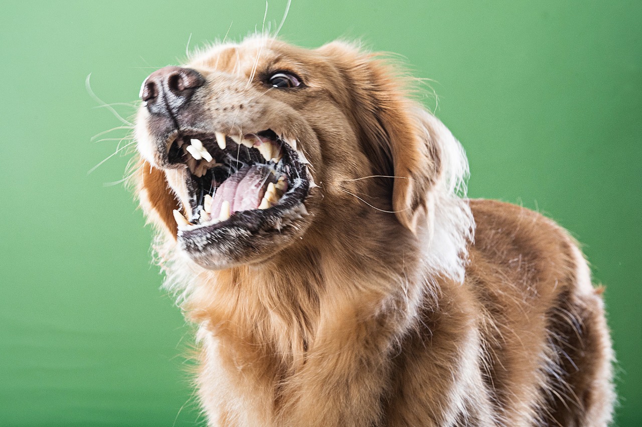 The Risk Of Rabies In Bali