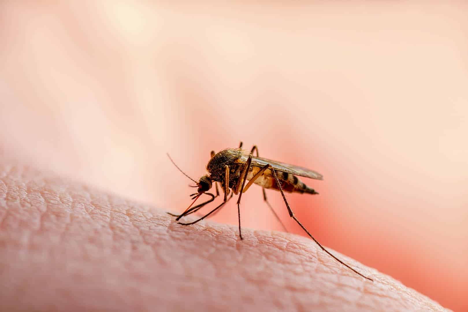Types Of Malaria And Their Symptoms