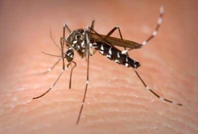 dengue fever bimc bali