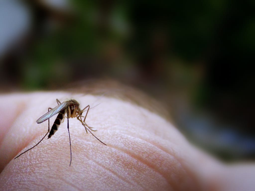 dengue fever