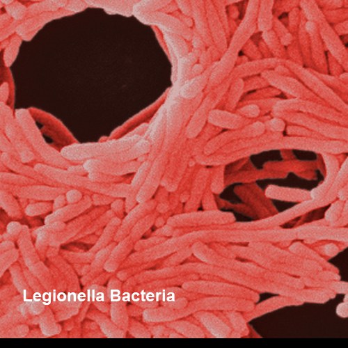 legionella-bacteria