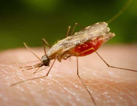 Stay away fromo malaria