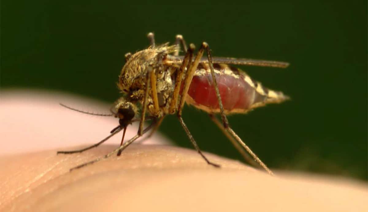 mosquito-feeding