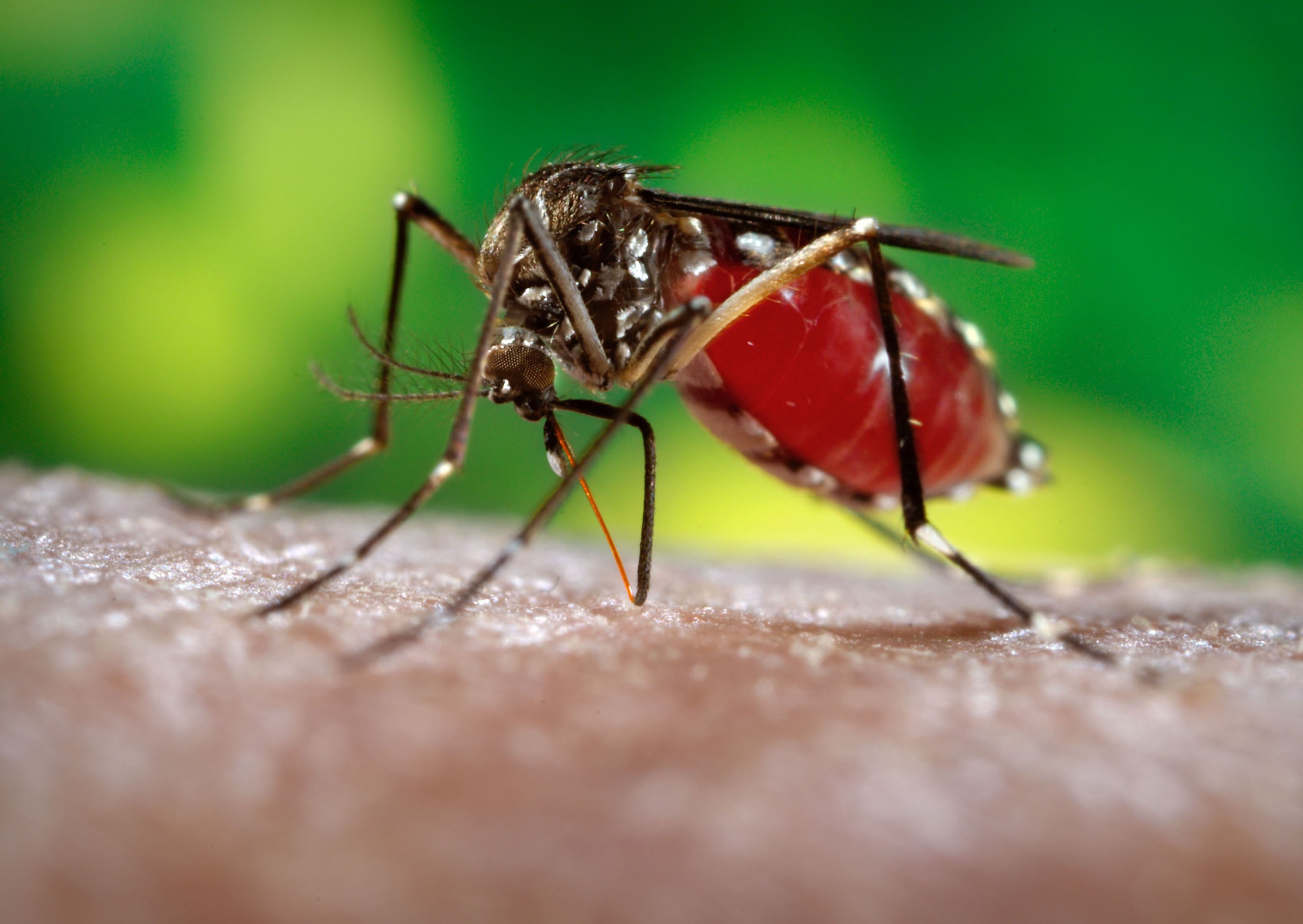 Dengue Fever