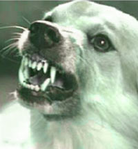 rabies