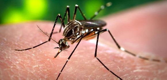 zika