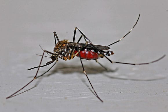 Zika Musquito