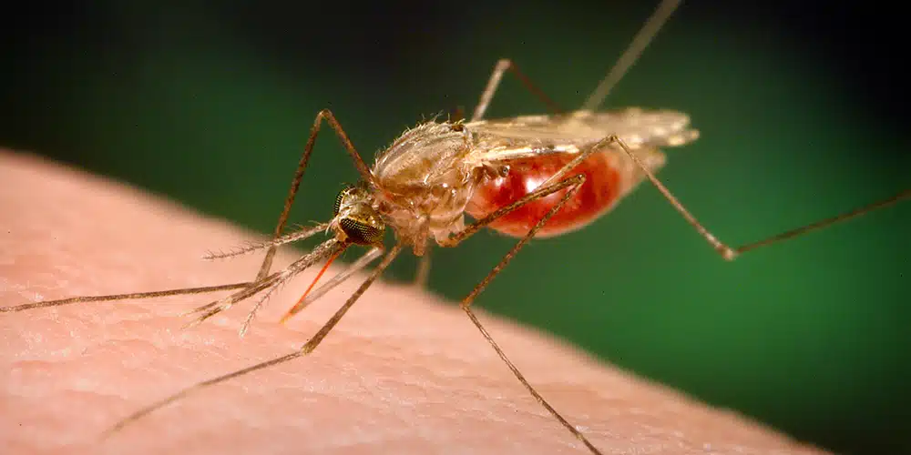 malaria