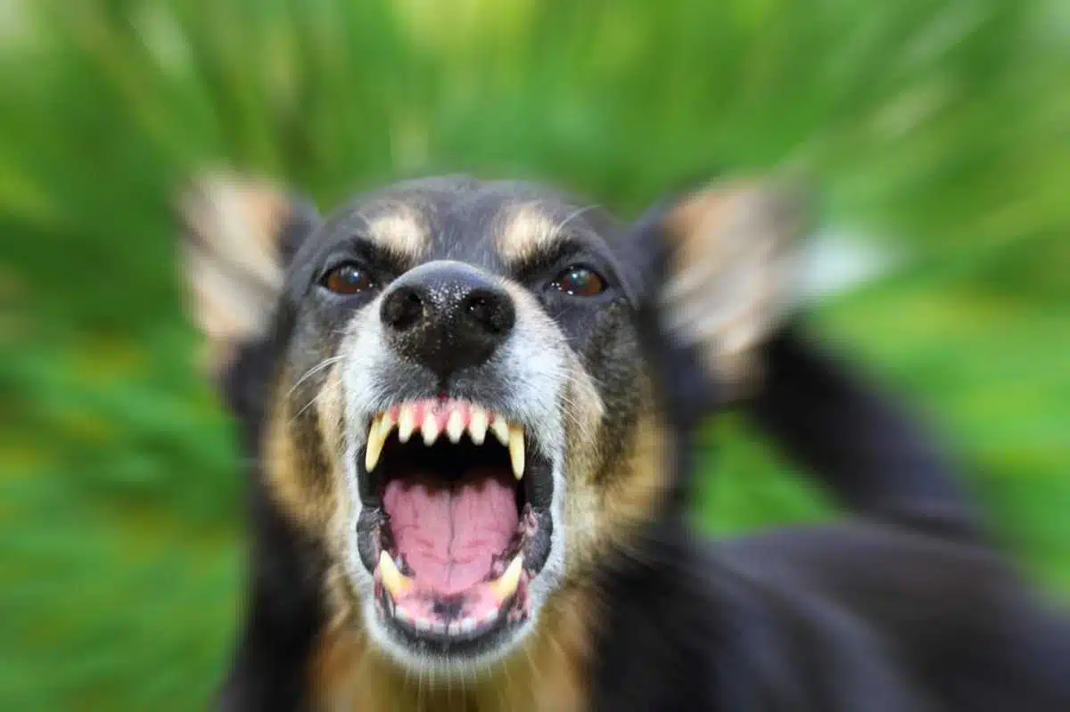 Rabies 99 Fatal 100 Preventable