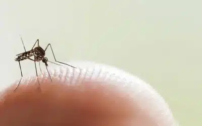 Fight Against Dengue