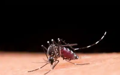 Get Best Dengue Fever Treatment At Bimc Hospital Kuta