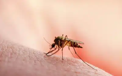 Types Of Malaria And Their Symptoms