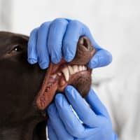 Rabies In Bali The Risk Is Real And What Every Resident And Tourist Must Know
