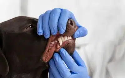 Rabies In Bali The Risk Is Real And What Every Resident And Tourist Must Know